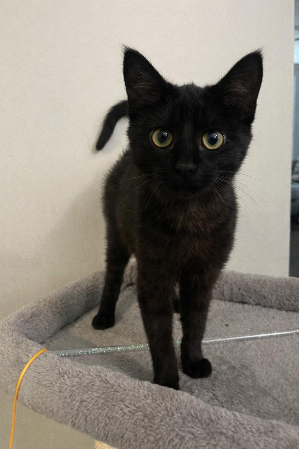 Enlarge Coco, an adopted Domestic Short Hair in Greensboro, NC image 2/3