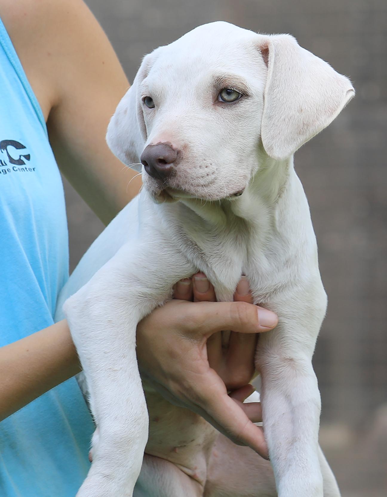Nebraska, adopted, Puppy Female American Staffordshire Terrier.