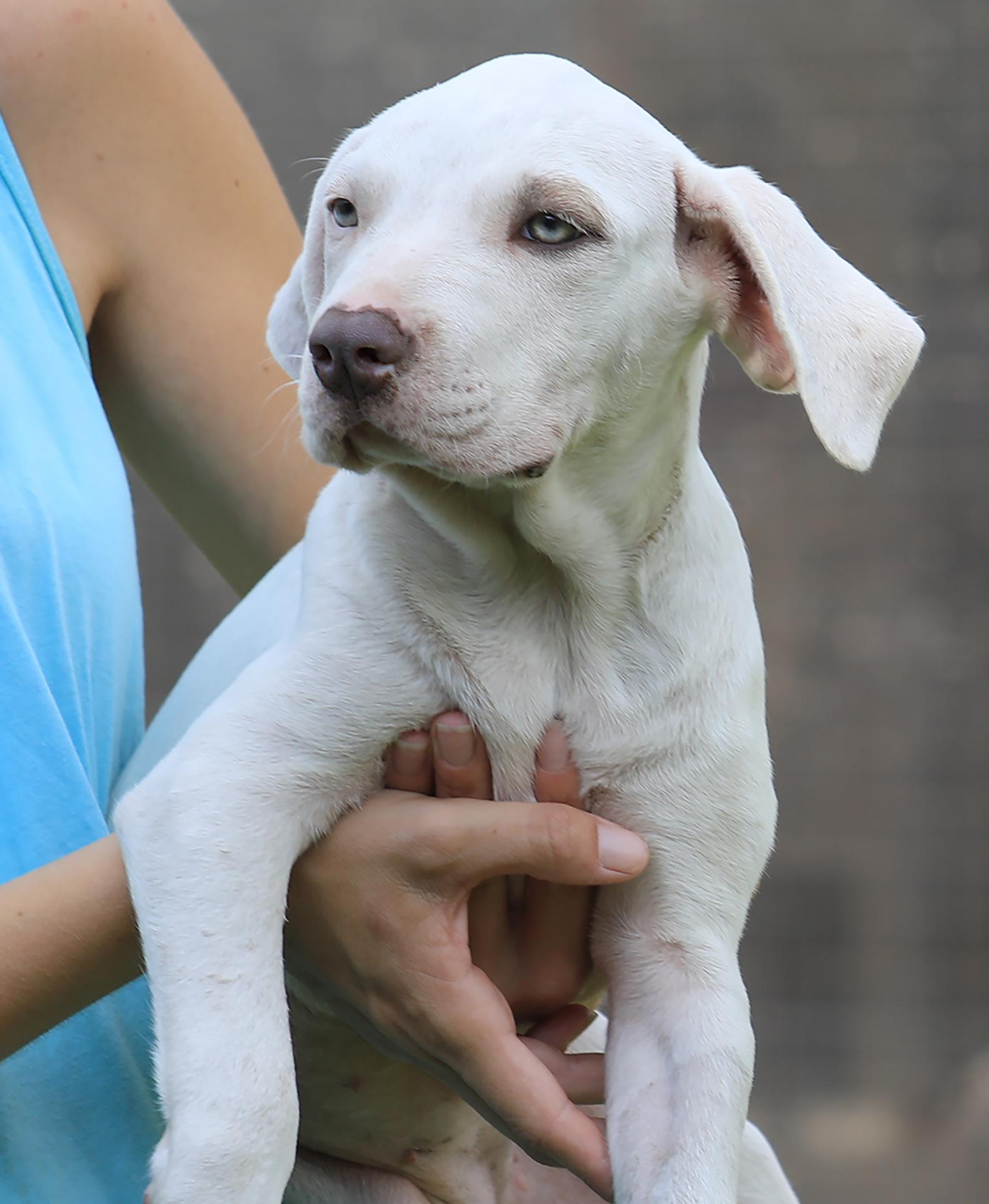 Enlarge Nebraska, an adopted American Staffordshire Terrier in North Fort Myers, FL image 3/3