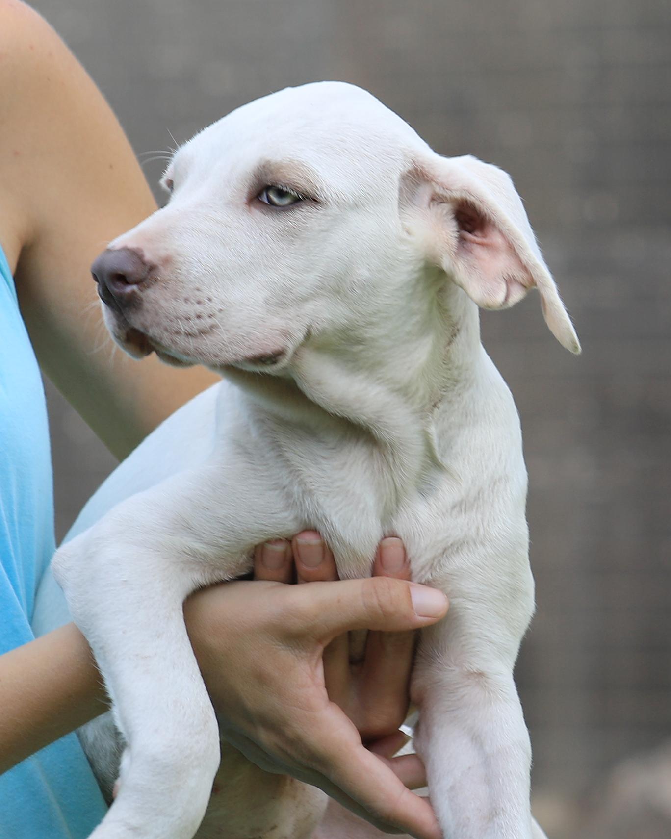 Enlarge Nebraska, an adopted American Staffordshire Terrier in North Fort Myers, FL image 2/3