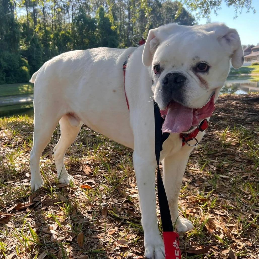 Orion, a ADOPTABLE Boxer in Tallahassee, FL image 4/6