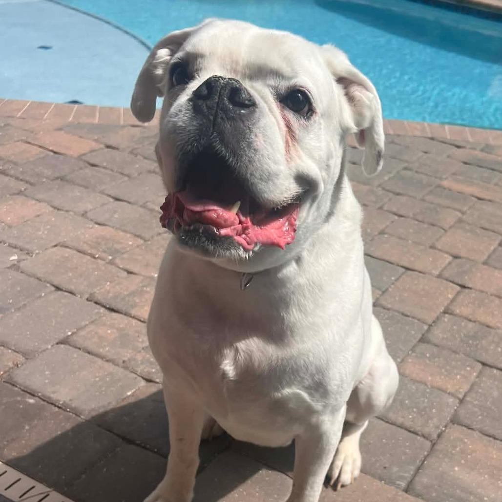 Orion, ADOPTABLE, Adult Male Boxer.