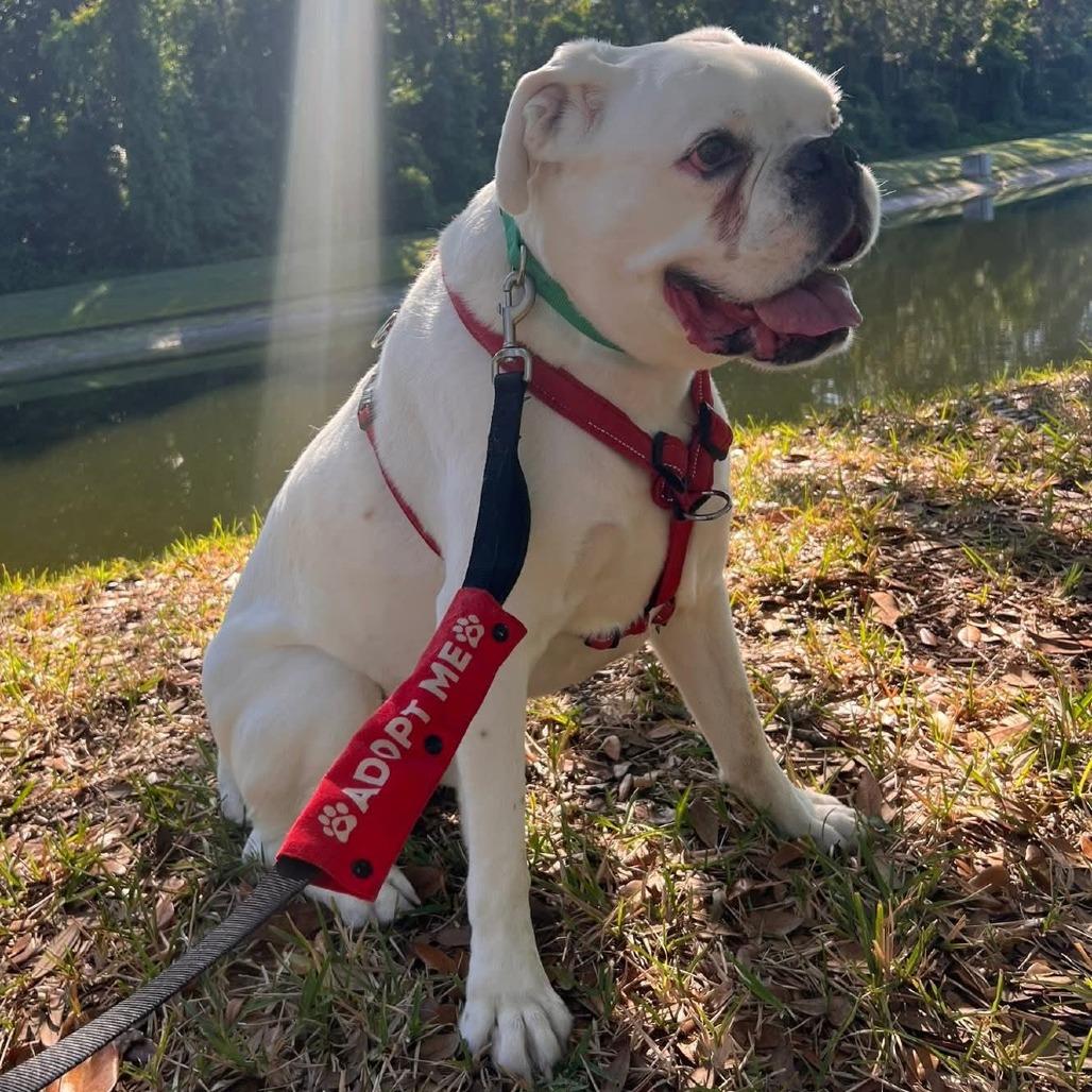 Orion, a ADOPTABLE Boxer in Tallahassee, FL image 5/6