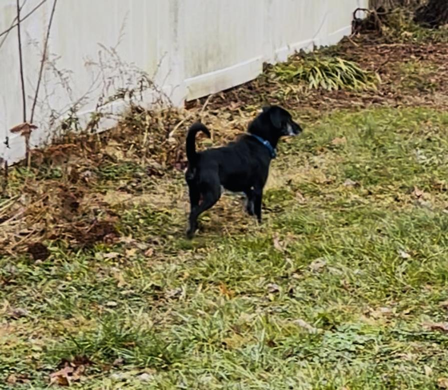 Enlarge Max, a ADOPTABLE mixed breed in Wadsworth, OH image 4/5