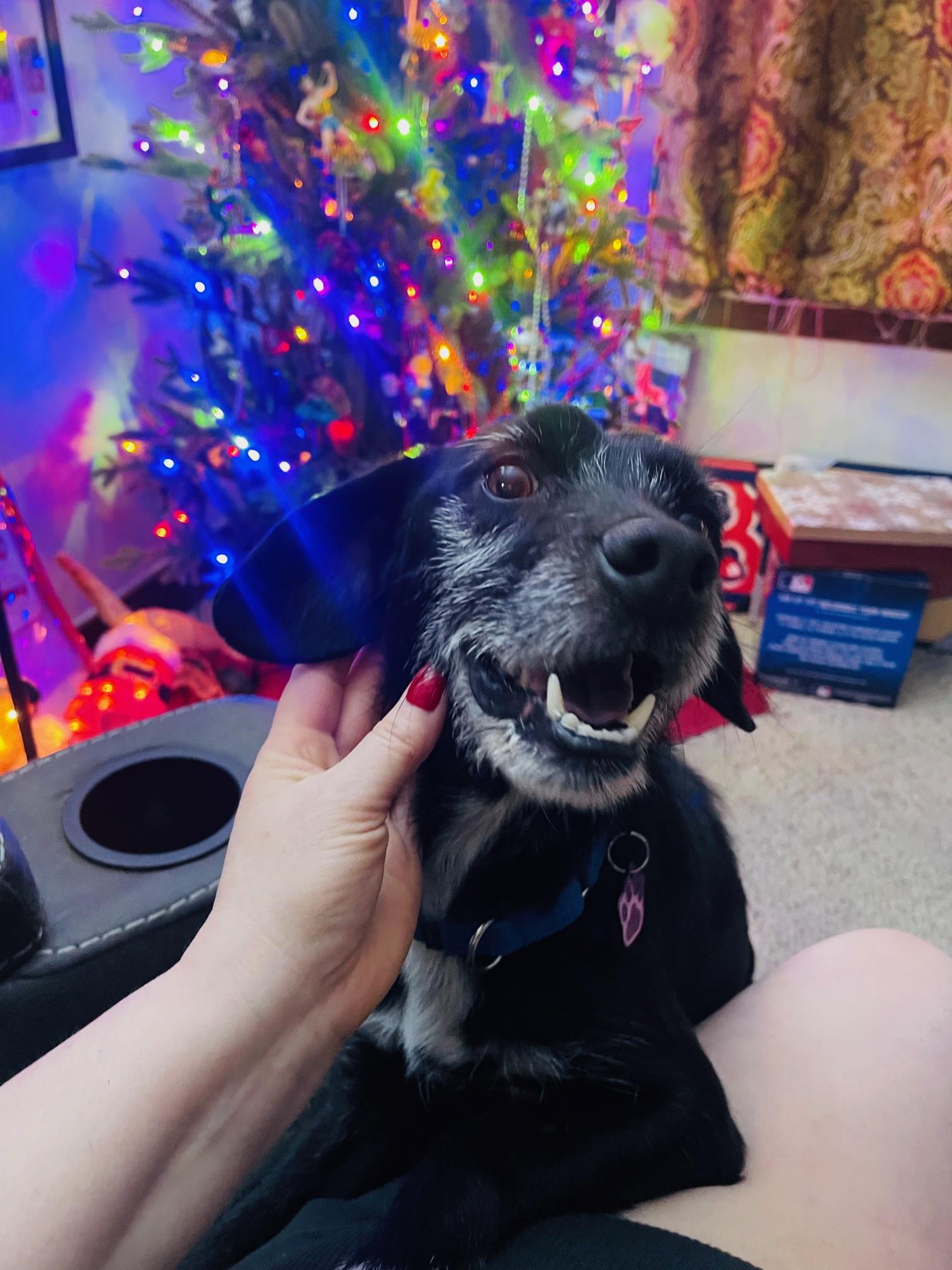 Enlarge Max, a ADOPTABLE mixed breed in Wadsworth, OH image 2/5