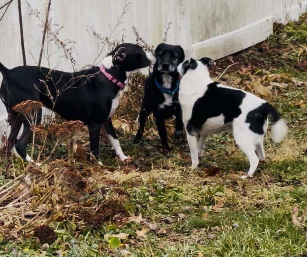 Enlarge Max, a ADOPTABLE mixed breed in Wadsworth, OH image 3/5