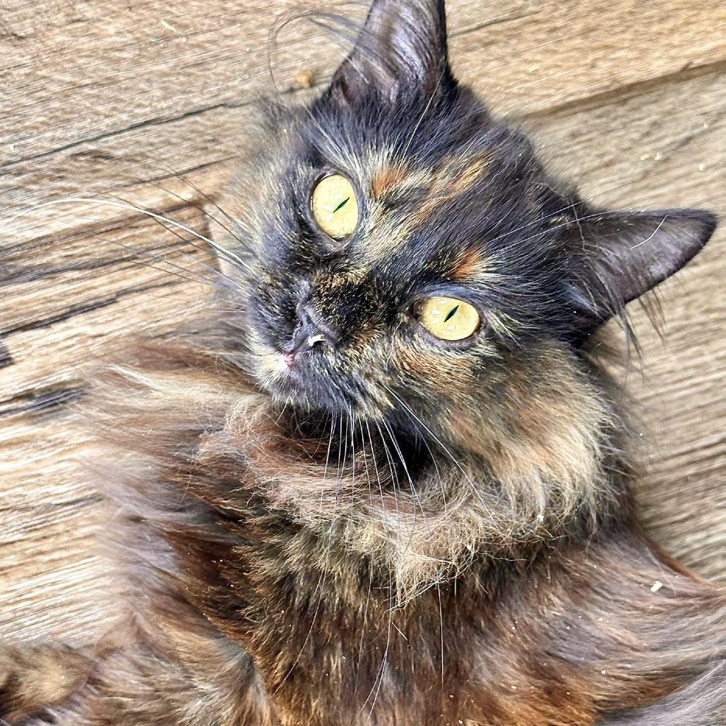 Rosemary, a Adoptable Domestic Long Hair in Leechburg, PA image 1/6