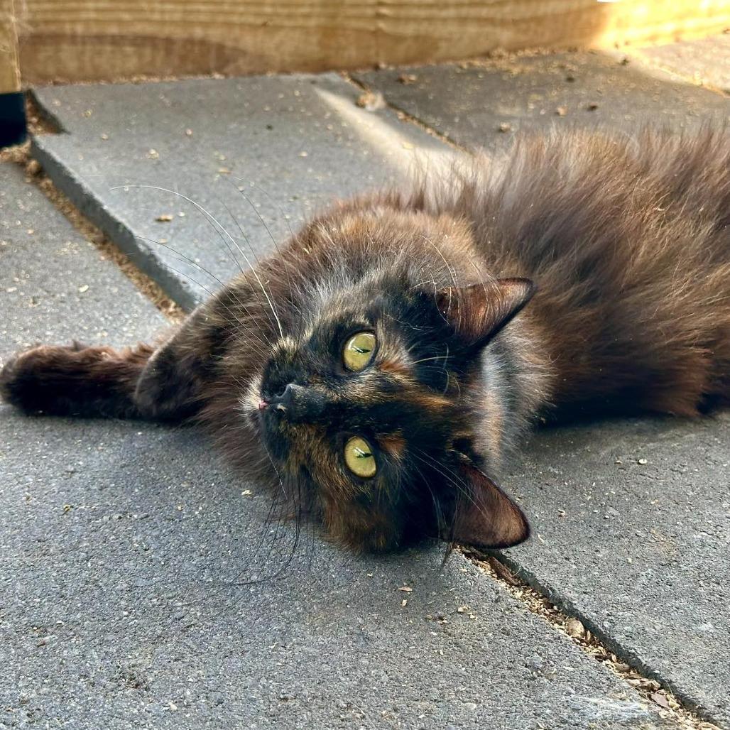 Rosemary, a Adoptable Domestic Long Hair in Leechburg, PA image 2/6