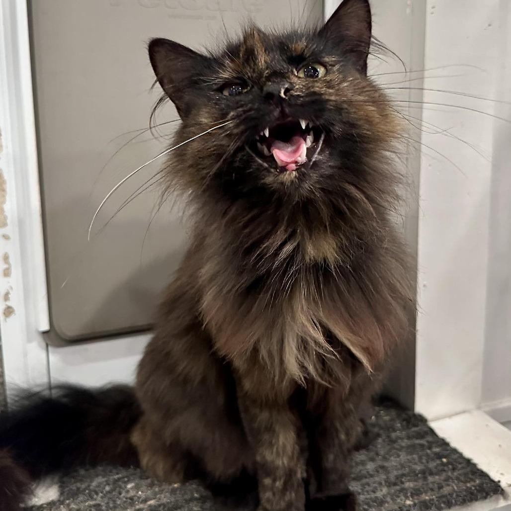 Rosemary, a Adoptable Domestic Long Hair in Leechburg, PA image 3/6