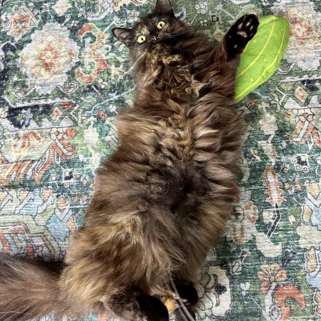 Rosemary, a Adoptable Domestic Long Hair in Leechburg, PA image 4/6