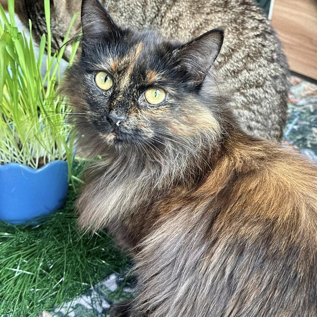 Rosemary, a Adoptable Domestic Long Hair in Leechburg, PA image 5/6
