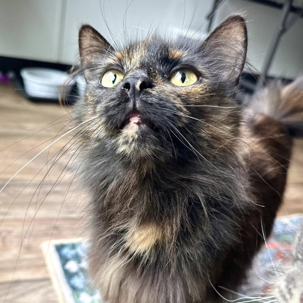 Rosemary, a Adoptable Domestic Long Hair in Leechburg, PA image 6/6