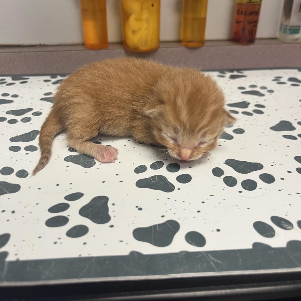 Lou, Adoptable, Kitten Male Domestic Short Hair.