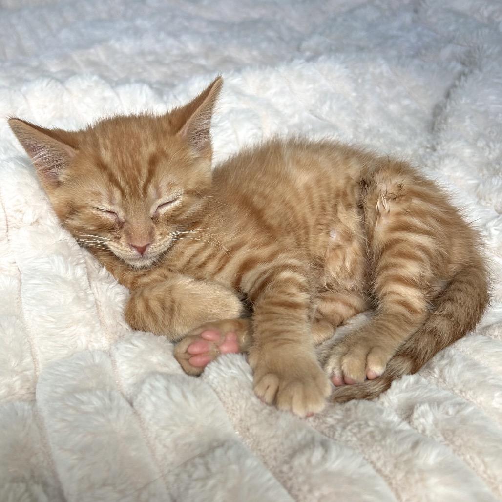 Enlarge Lou, a Adopted Domestic Short Hair in Durango, CO image 2/2