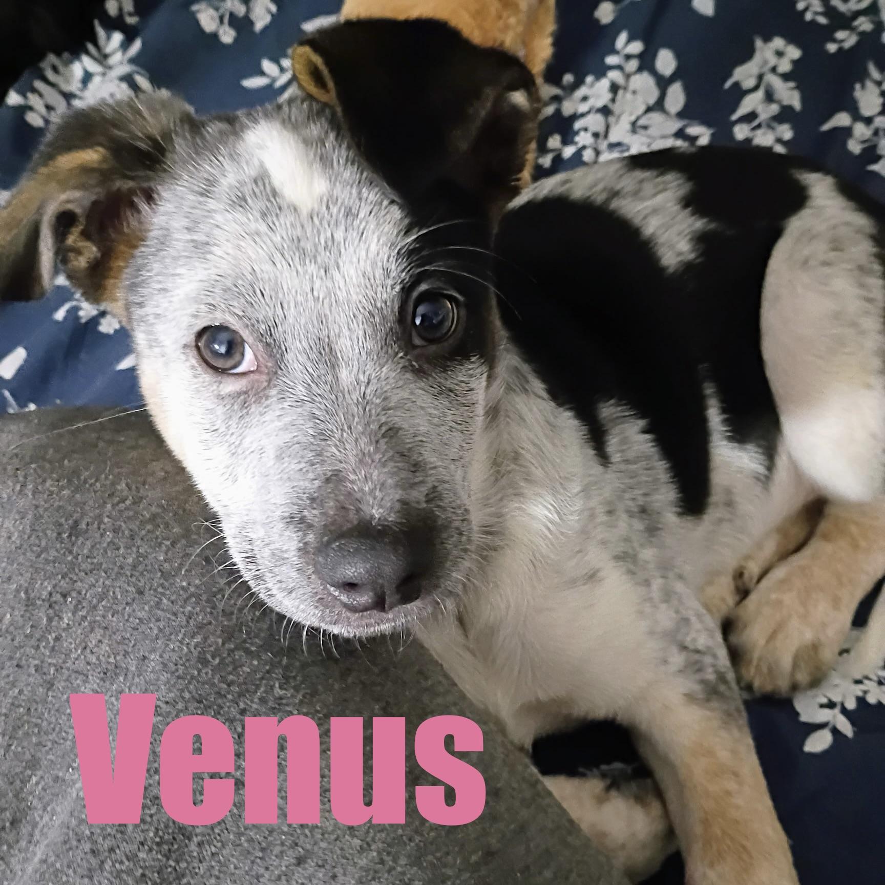 Venus, adopted, Puppy Female Australian Shepherd & Australian Cattle Dog / Blue Heeler.