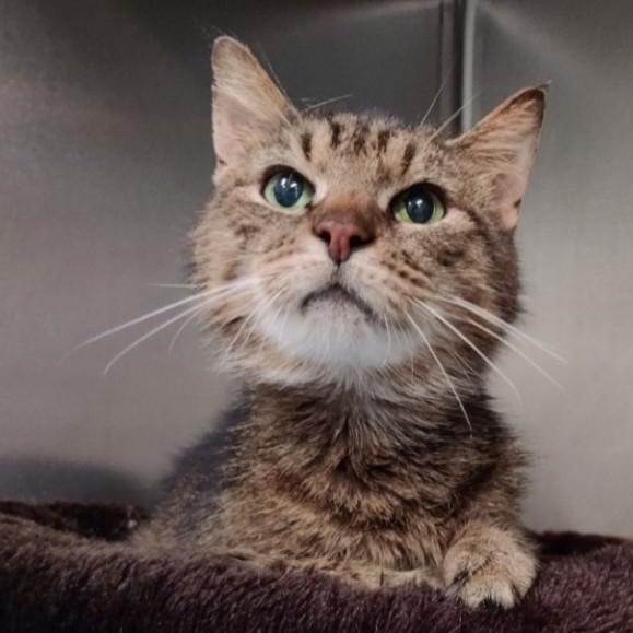 Enlarge Asher- Loving Older Gentleman, a Adoptable Domestic Short Hair in Berryville, VA image 1/2