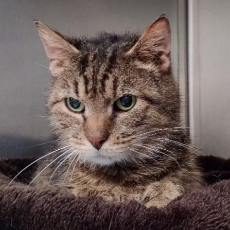 Enlarge Asher- Loving Older Gentleman, a Adoptable Domestic Short Hair in Berryville, VA image 2/2