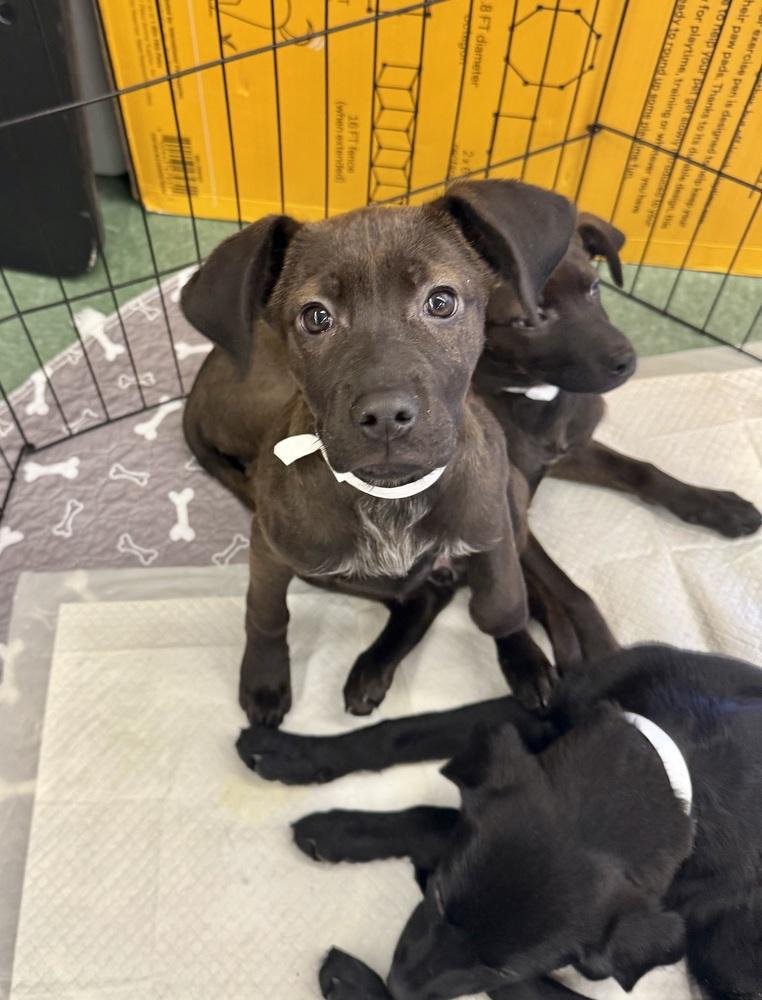 Ella, Adoptable, Puppy Female Labrador Retriever.