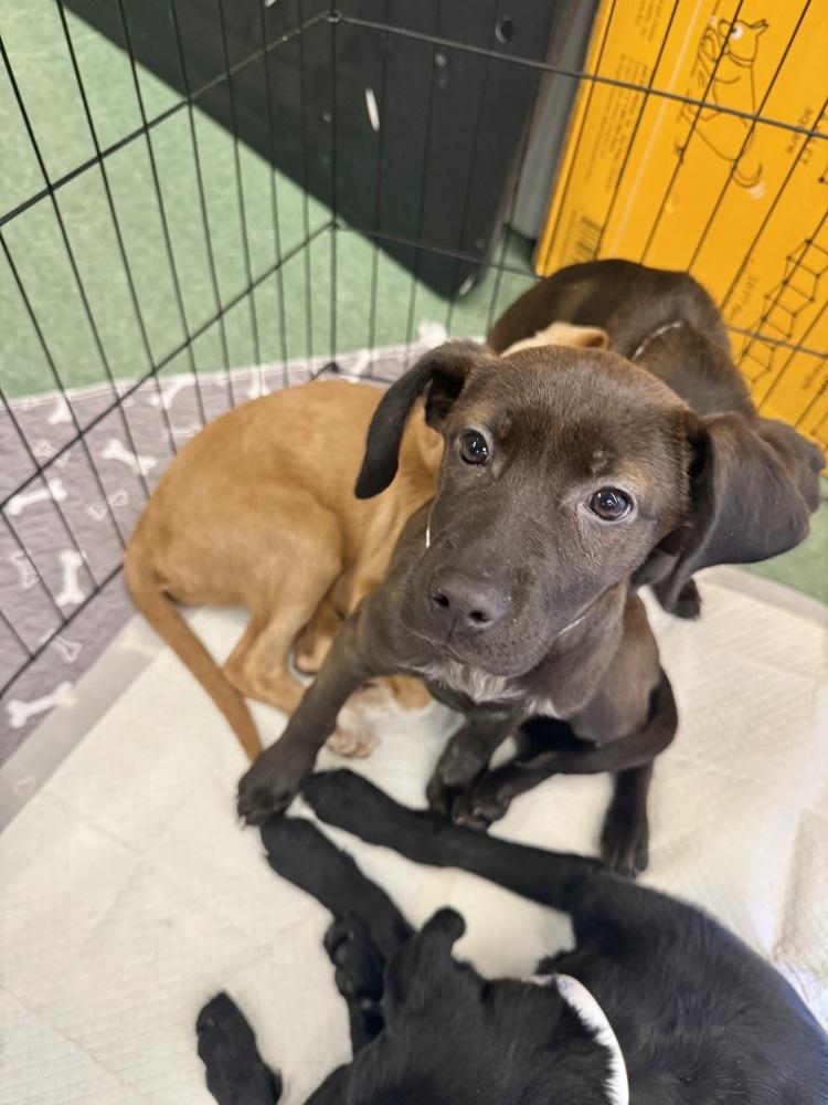 Ella, a Adoptable mixed breed in Middletown, CT image 3/6