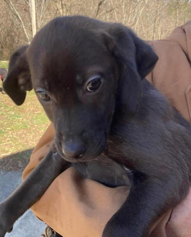 Ella, a Adoptable mixed breed in Middletown, CT image 4/6