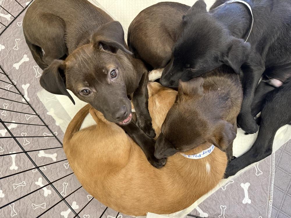 Ella, a Adoptable mixed breed in Middletown, CT image 5/6