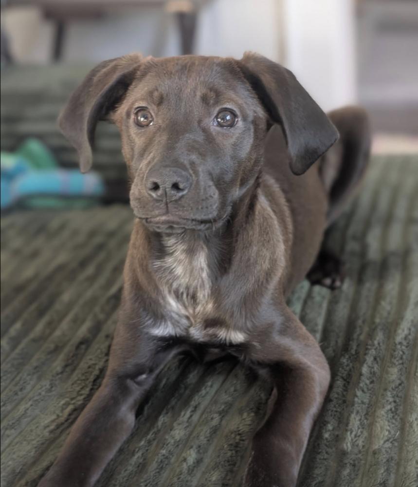 Enlarge Ella, a Adoptable mixed breed in Middletown, CT image 5/6