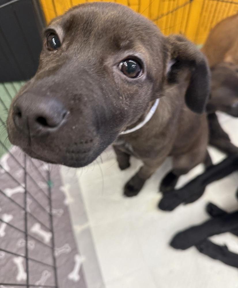 Ella, a Adoptable mixed breed in Middletown, CT image 6/6