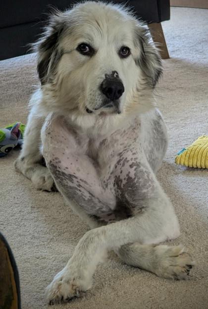 Rosie, a ADOPTABLE Great Pyrenees in Downers Grove, IL image 3/3