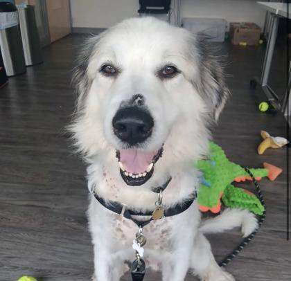 Rosie, ADOPTABLE, Adult Female Great Pyrenees.