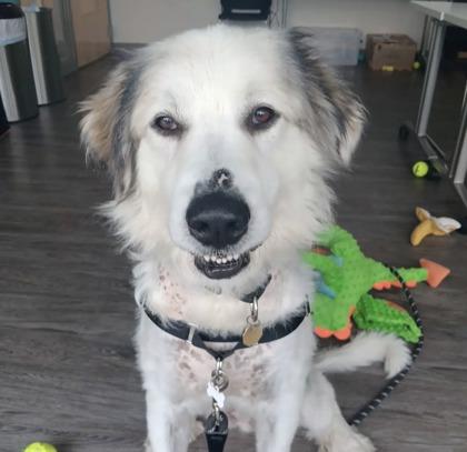 Rosie, a ADOPTABLE Great Pyrenees in Downers Grove, IL image 2/3