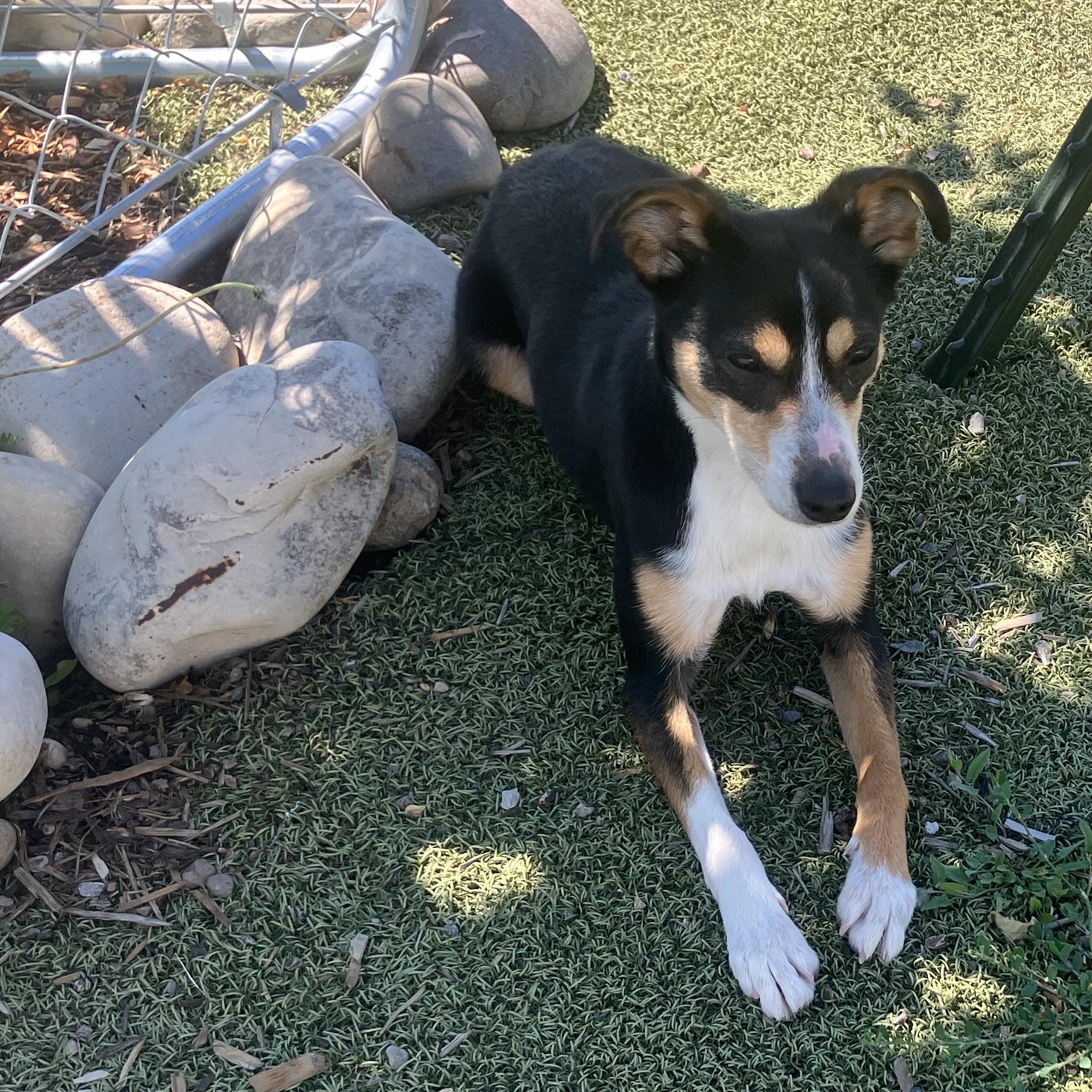 Kermit, ADOPTABLE, Young Male Rat Terrier.