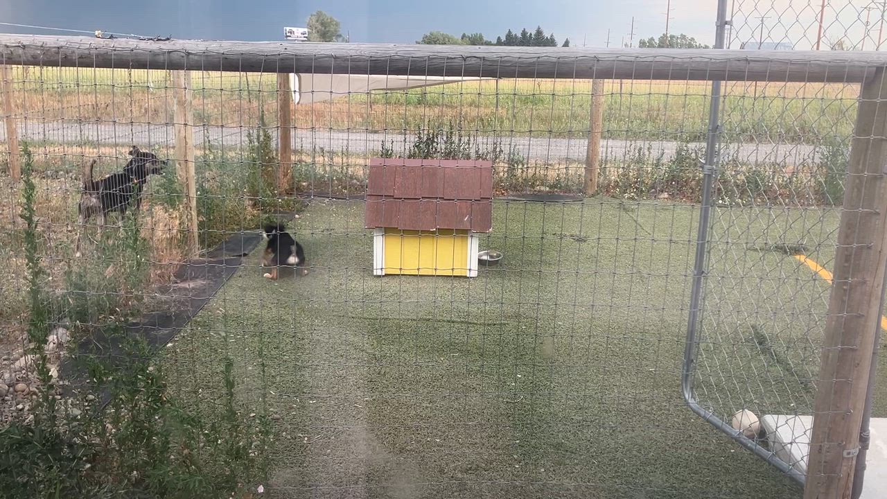 Enlarge Kermit, a ADOPTABLE mixed breed in St. Anthony, ID video 3/3