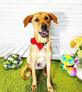 Enlarge CAM, a ADOPTABLE mixed breed in Castro Valley, CA image 1/3