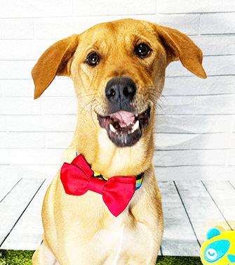 Enlarge CAM, a ADOPTABLE mixed breed in Castro Valley, CA image 2/3