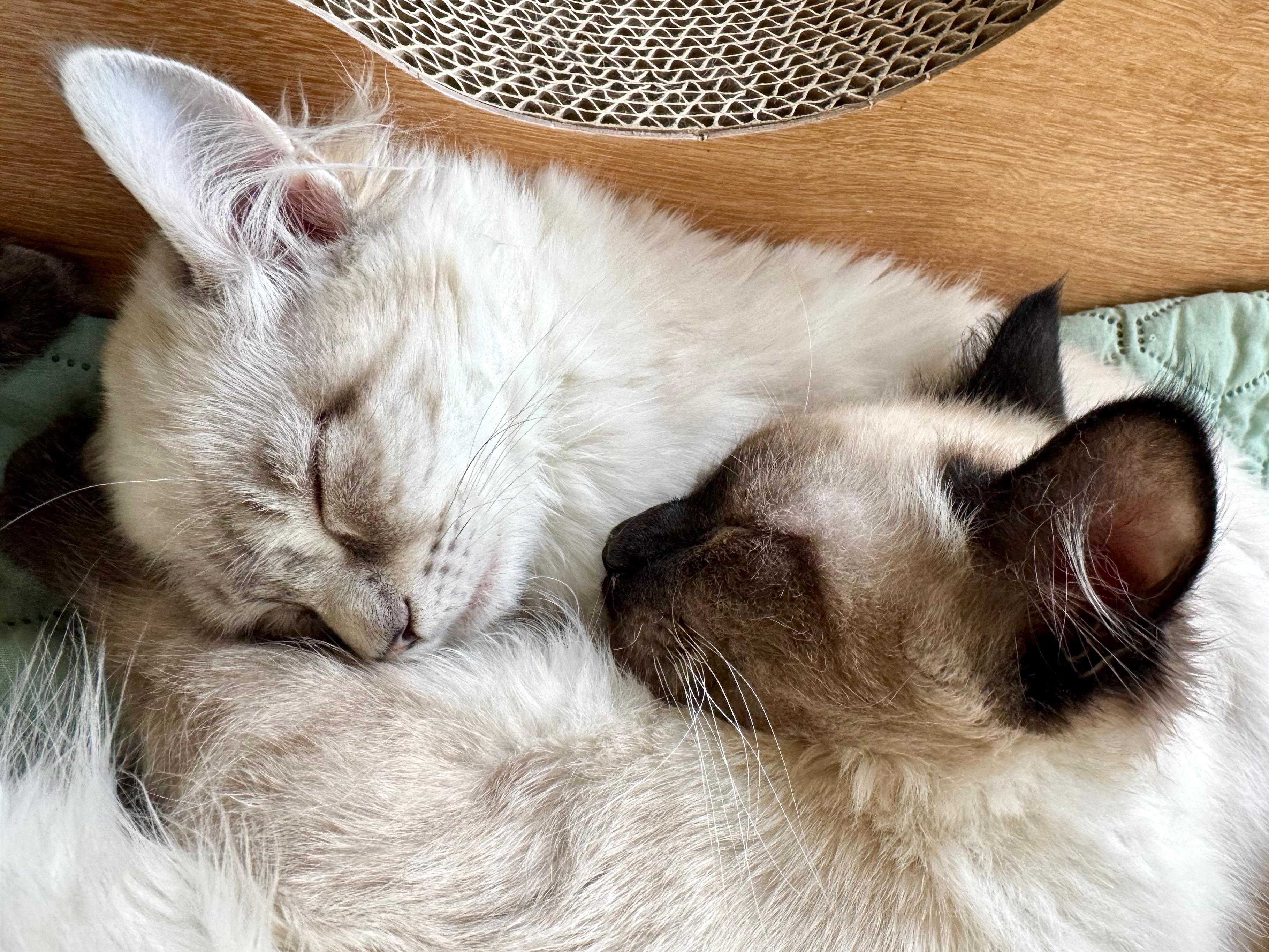 Enlarge princess, an adopted Siamese in Jackson, CA image 3/3
