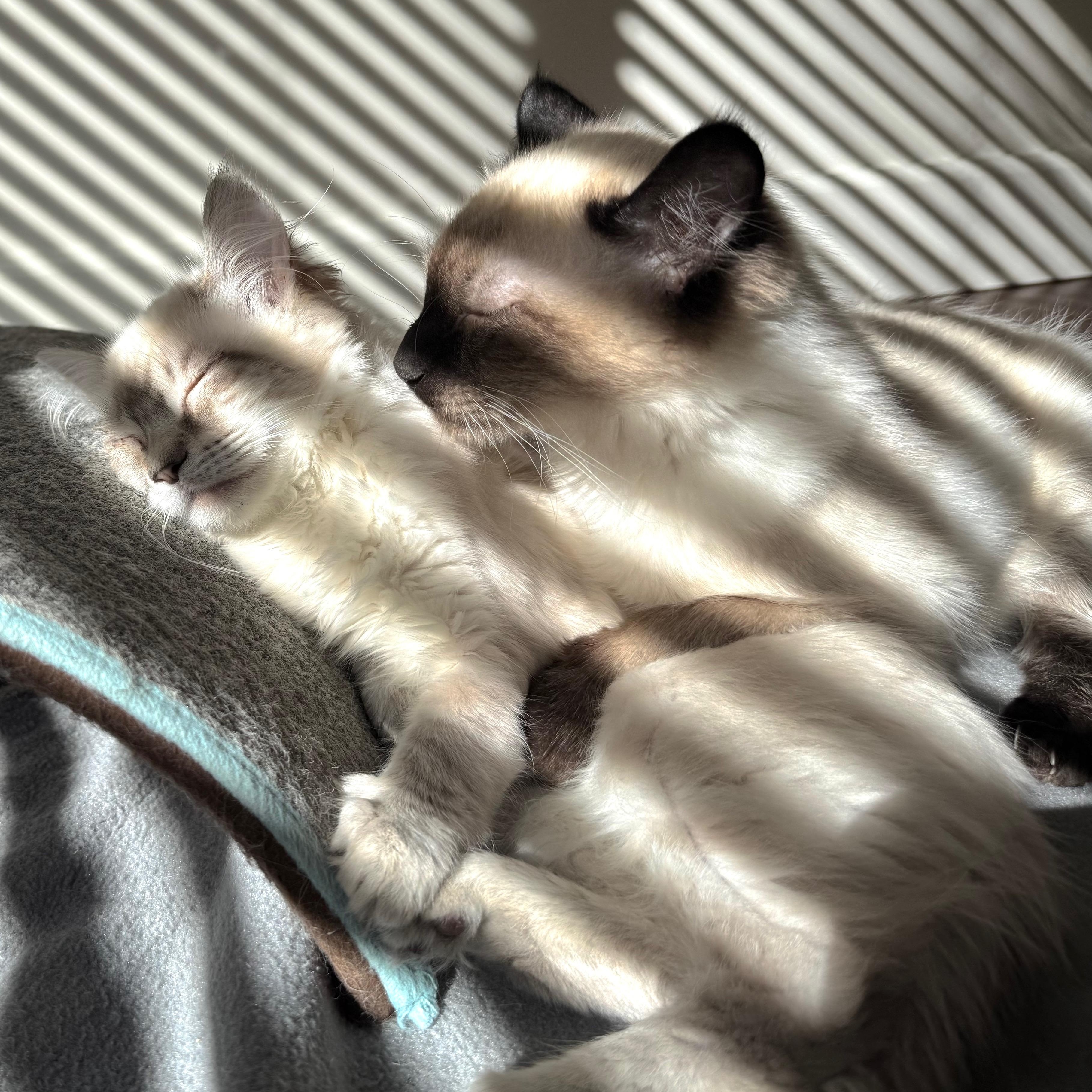 Enlarge princess, an adopted Siamese in Jackson, CA image 2/3