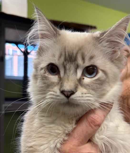 Enlarge princess, a ADOPTABLE Siamese in Jackson, CA image 1/1