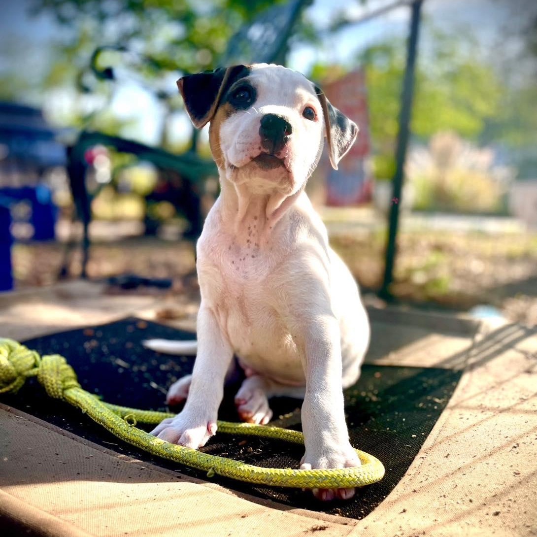 Kallum, adopted, Puppy Male Terrier & Shepherd.