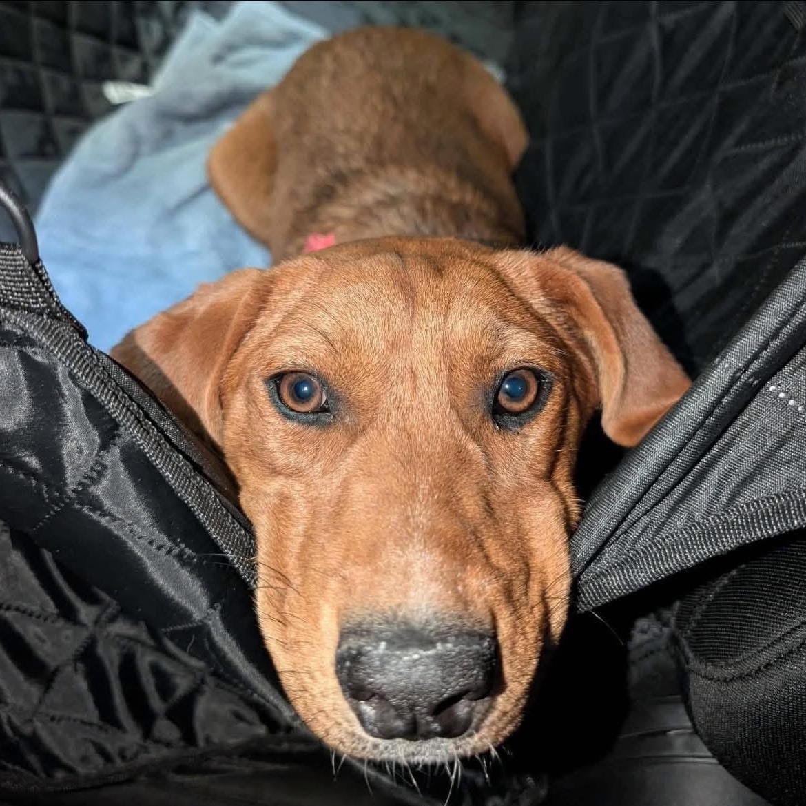 Hope, a Adoptable mixed breed in Glenolden, PA image 6/6