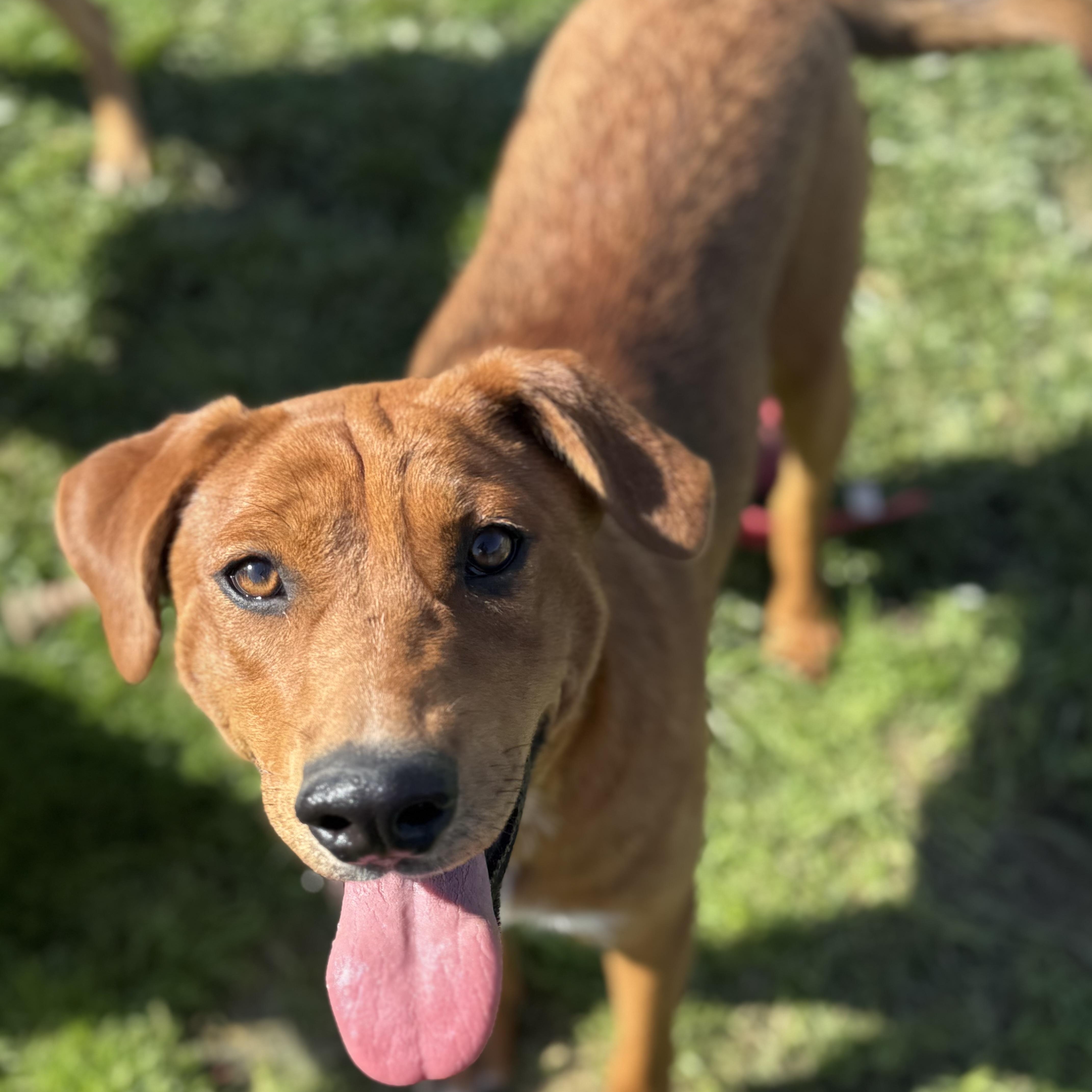 Hope, a Adoptable mixed breed in Glenolden, PA image 2/6