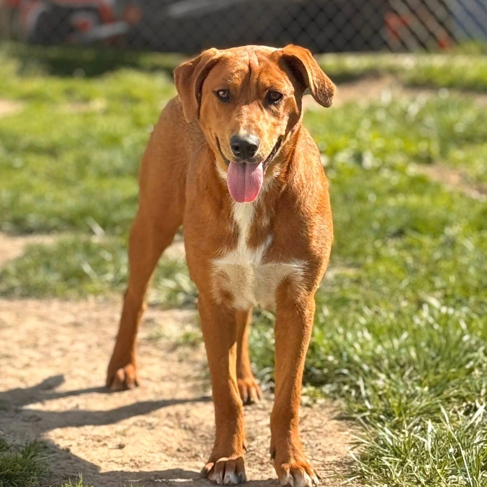 Hope, a Adoptable mixed breed in Glenolden, PA image 5/6