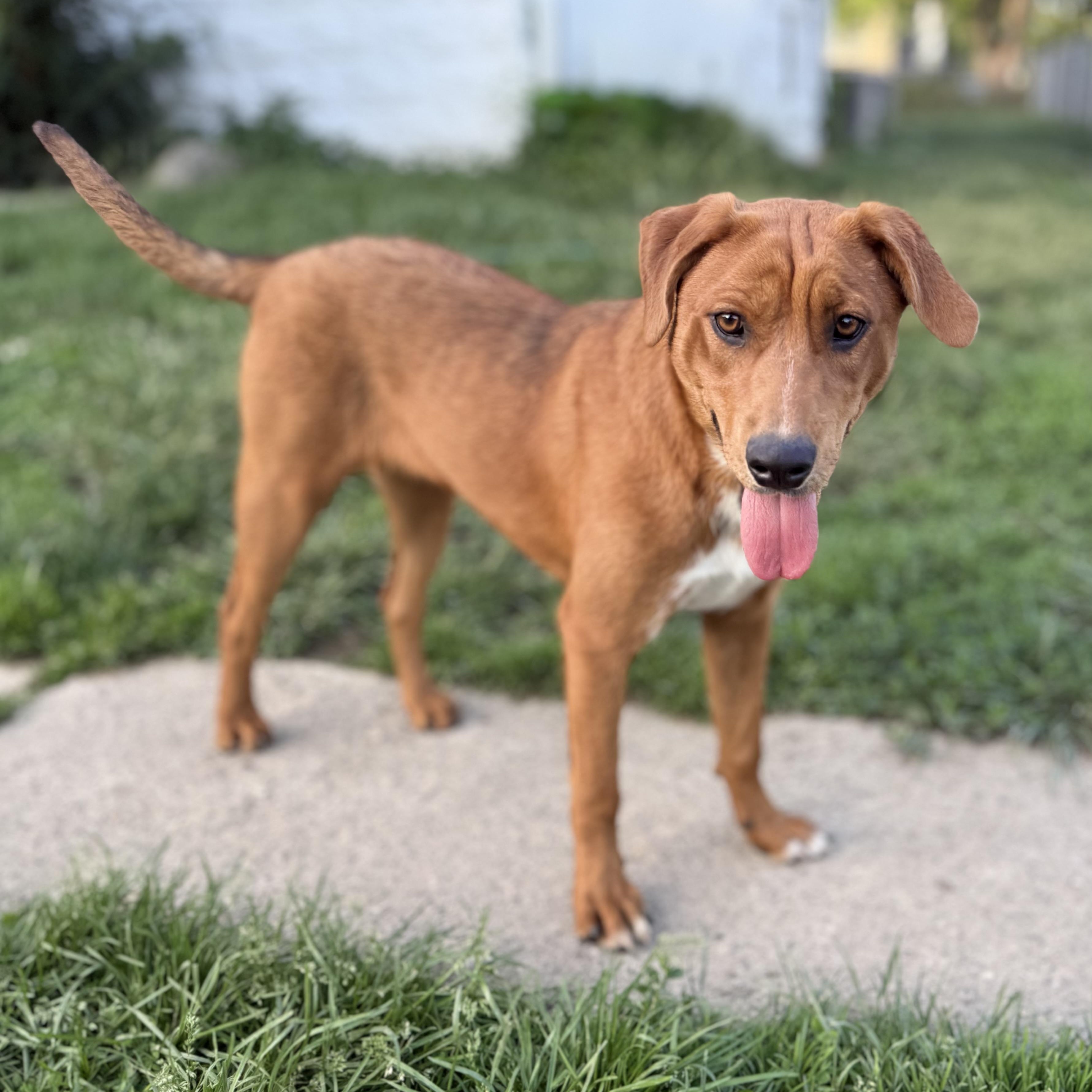 Hope, Adoptable, Puppy Female Labrador Retriever & Redbone Coonhound.