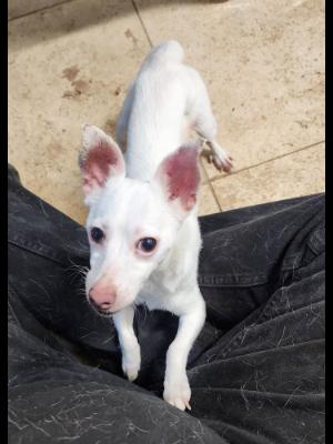 Enlarge Snowball #13549, a Adoptable mixed breed in Vista, CA image 4/6