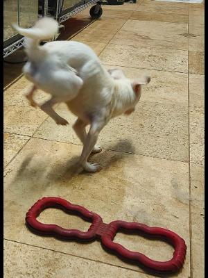 Enlarge Snowball #13549, a Adoptable mixed breed in Vista, CA image 3/6