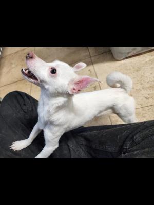Snowball #13549, Adoptable, Young Male Jack Russell Terrier.