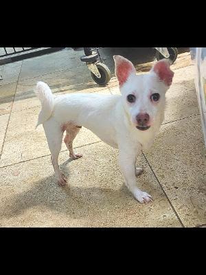 Enlarge Snowball #13549, a Adoptable mixed breed in Vista, CA image 2/6
