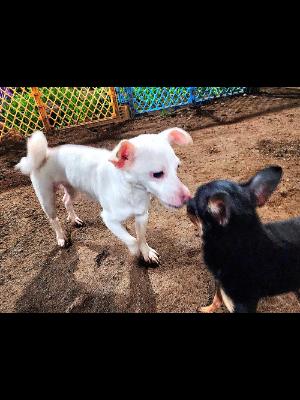Enlarge Snowball #13549, a Adoptable mixed breed in Vista, CA image 6/6