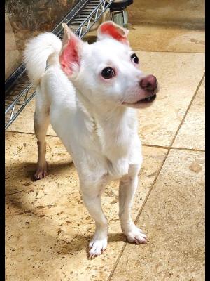 Enlarge Snowball #13549, a Adoptable mixed breed in Vista, CA image 5/6