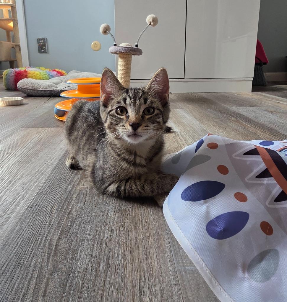 Fiyero, Adoptable, Kitten Male Domestic Short Hair.