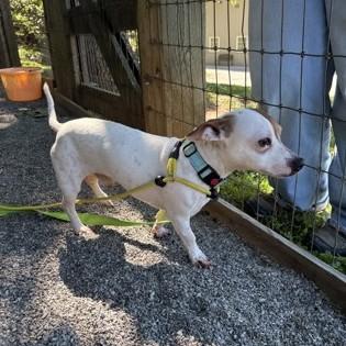 Enlarge Brutus, an adopted mixed breed in Phoenixville, PA image 6/6